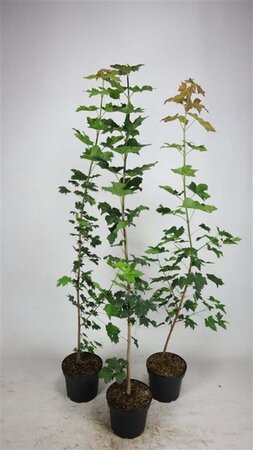 Acer platanoides 100-125 cm cont. 5,0L