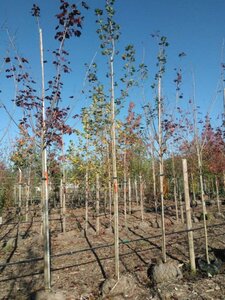 Acer platanoides 12-14 Hoogstam draadkluit 2 X verplant - afbeelding 6