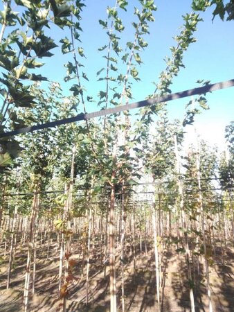 Acer platanoides 12-14 Hoogstam wortelgoed 2 X verplant - afbeelding 4