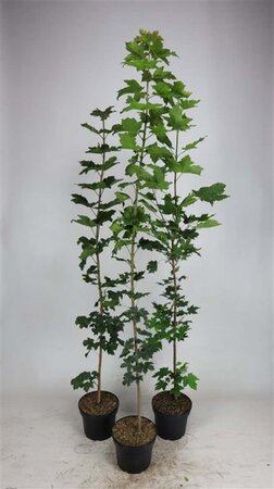 Acer platanoides 125-150 cm cont. 5,0L