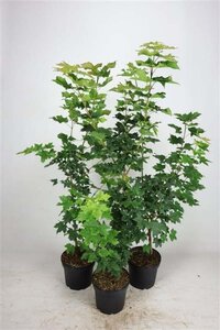 Acer platanoides 80-100 cm cont. 5,0L - afbeelding 1