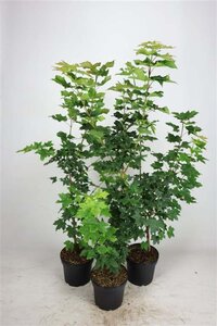 Acer platanoides 80-100 cm cont. 5,0L - afbeelding 2