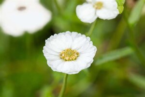 Achillea ptarmica 'The Pearl' geen maat specificatie 0,55L/P9cm - afbeelding 1