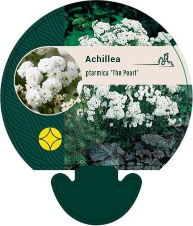 Achillea ptarmica 'The Pearl' geen maat specificatie 0,55L/P9cm - afbeelding 5