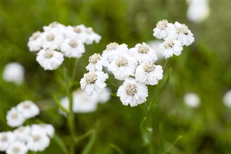 Achillea ptarmica 'The Pearl' geen maat specificatie 0,55L/P9cm - afbeelding 2