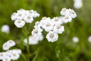 Achillea ptarmica 'The Pearl' geen maat specificatie 0,55L/P9cm - image 2