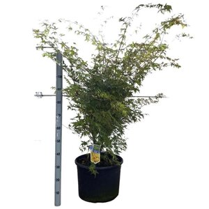 Acer pal. 'Sangokaku' 100-125 cm cont. 35L - afbeelding 2