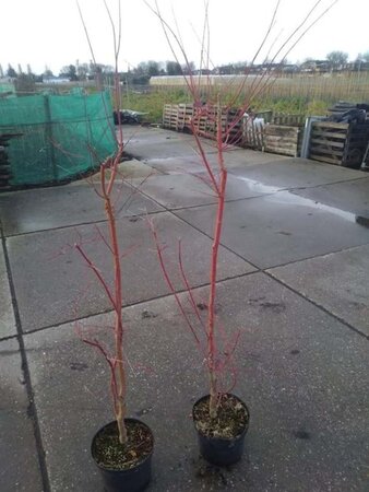 Acer pal. 'Sangokaku' 100-125 cm cont. 7,5L - afbeelding 2