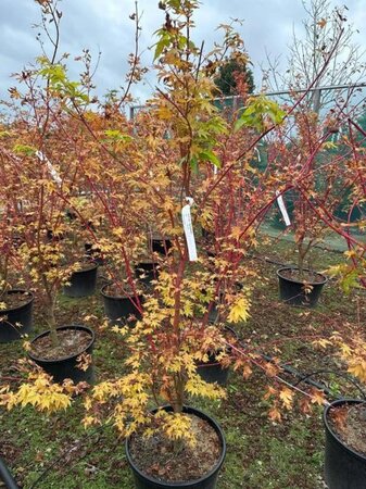 Acer pal. 'Sangokaku' 150-175 cm cont. 30L