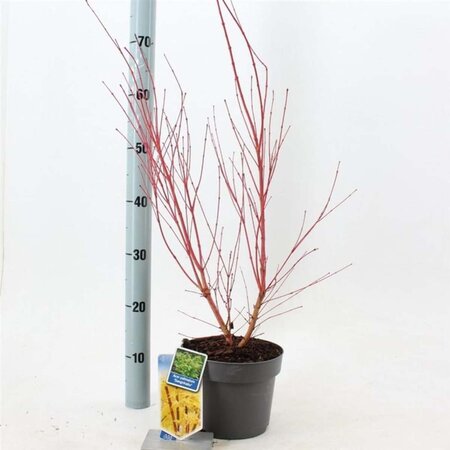 Acer pal. 'Sangokaku' 50-60 cm cont. 3,0L - afbeelding 1