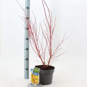 Acer pal. 'Sangokaku' 50-60 cm cont. 3,0L - afbeelding 1