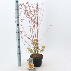 Acer pal. 'Sangokaku' 50-60 cm cont. 3,0L - afbeelding 2