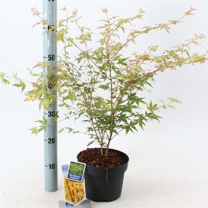 Acer pal. 'Sangokaku' 50-60 cm cont. 3,0L - afbeelding 3