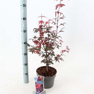 Acer pal. 'Skeeter's Broom' 40-50 cm cont. 3,0L - afbeelding 3