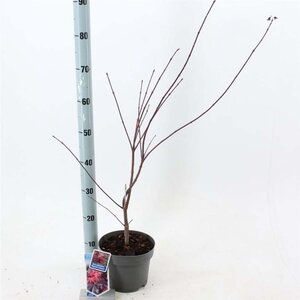 Acer pal. 'Skeeter's Broom' 40-50 cm cont. 3,0L - afbeelding 4