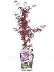 Acer pal. 'Skeeter's Broom' 40-50 cm cont. 3,0L - afbeelding 1