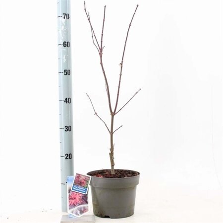 Acer pal. 'Skeeter's Broom' 40-50 cm cont. 3,0L - afbeelding 5