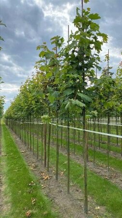 Acer pseudoplatanus 10-12 Hoogstam draadkluit - afbeelding 5