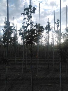 Acer pseudoplatanus 6-8 Hoogstam wortelgoed - afbeelding 5