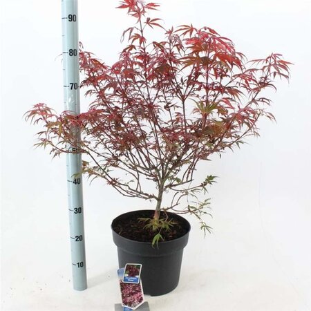 Acer pal. 'Shaina' 40-50 cm cont. 10L - afbeelding 1