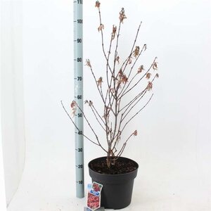 Acer pal. 'Shaina' 40-50 cm cont. 10L - afbeelding 2