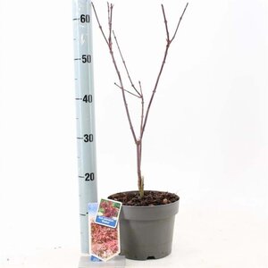 Acer pal. 'Shaina' 50-60 cm cont. 3,0L - afbeelding 1