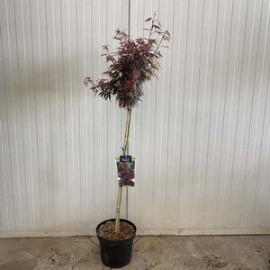 Acer pal. 'Shaina' 90 cm cont. 7,5L stam