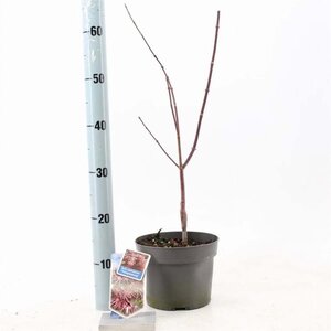 Acer pal. 'Trompenburg' 50-60 cm cont. 3,0L - afbeelding 1