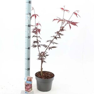 Acer pal. 'Trompenburg' 50-60 cm cont. 3,0L - afbeelding 2