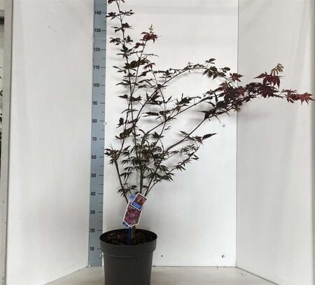 Acer pal. 'Trompenburg' 60-70 cm cont. 10L