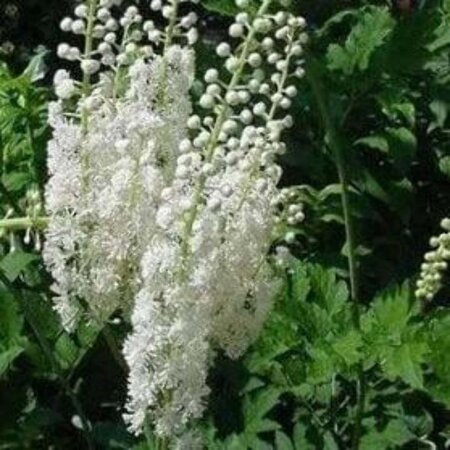 Actaea racemosa cordifolia geen maat specificatie 0,55L/P9cm