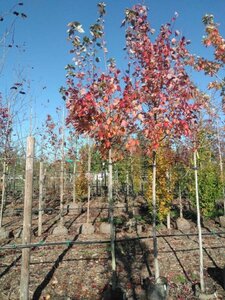 Acer rubrum Fairview Flame 10-12 Hoogstam BAG 3 X verplant