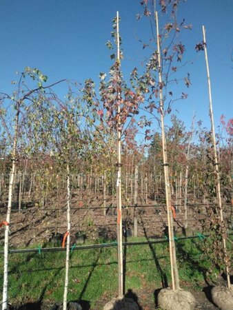 Acer rubrum Fairview Flame 8-10 Hoogstam draadkluit