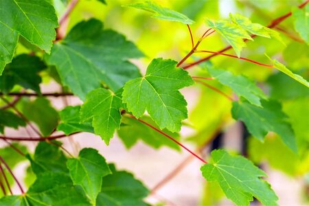 Acer rubrum 'October Glory' 10-12 Hoogstam BAG 3 X verplant - afbeelding 2