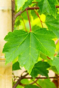 Acer rubrum 'October Glory' 10-12 Hoogstam draadkluit - afbeelding 6