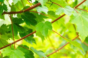 Acer rubrum 'October Glory' 175-200 cm draadkluit struik solitair - afbeelding 2