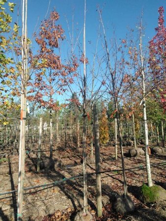 Acer rubrum 'Scanlon' 10-12 Hoogstam draadkluit - afbeelding 1