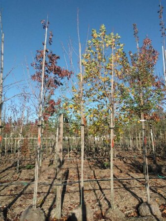 Acer rubrum 'Scanlon' 12-14 Hoogstam draadkluit 2 X verplant - afbeelding 1