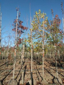 Acer rubrum 'Scanlon' 12-14 Hoogstam draadkluit 2 X verplant - afbeelding 1