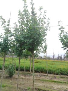 Acer rubrum 'Scanlon' 12-14 Hoogstam wortelgoed 2 X verplant - afbeelding 2