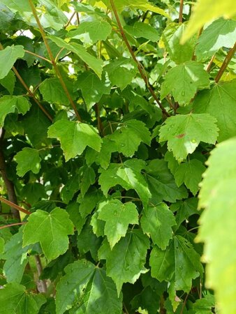 Acer rubrum 'Scanlon' 175-200 cm draadkluit meerstammig - afbeelding 1