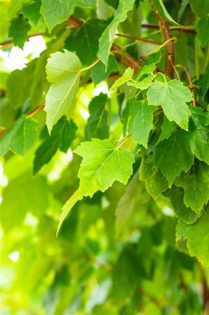 Acer rubrum 'Scanlon' 175-200 cm draadkluit meerstammig - afbeelding 3