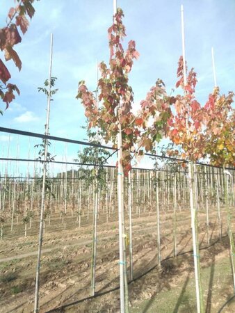 Acer rubrum 'Scanlon' 6-8 Hoogstam wortelgoed - afbeelding 1