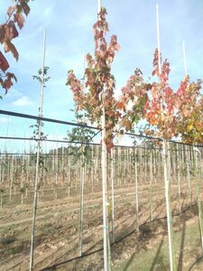 Acer rubrum 'Scanlon' 6-8 Hoogstam wortelgoed - afbeelding 1