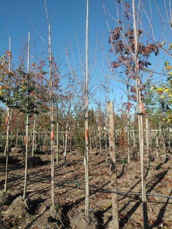 Acer rubrum 'Scanlon' 8-10 Hoogstam draadkluit - afbeelding 1