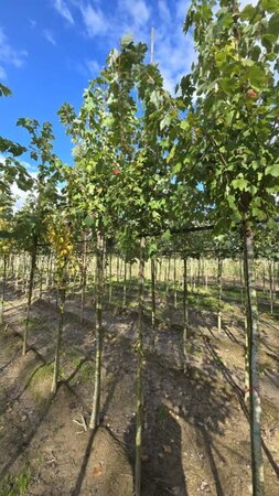 Acer rubrum 'Scanlon' 8-10 Hoogstam wortelgoed - afbeelding 3