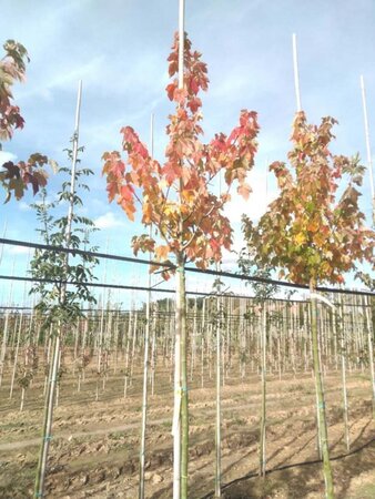 Acer rubrum 'Scanlon' 8-10 Hoogstam wortelgoed - afbeelding 1