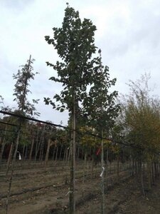 Acer rubrum 'Summer Red' 12-14 Hoogstam wortelgoed 2 X verplant