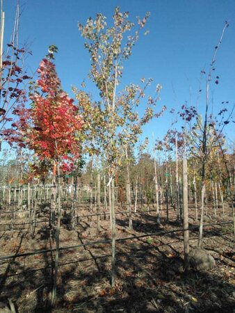 Acer rubrum 'Summer Red' 14-16 Hoogstam BAG