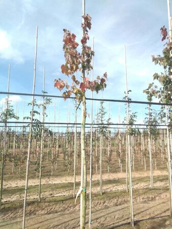 Acer rubrum 'Summer Red' 8-10 Hoogstam wortelgoed - afbeelding 1